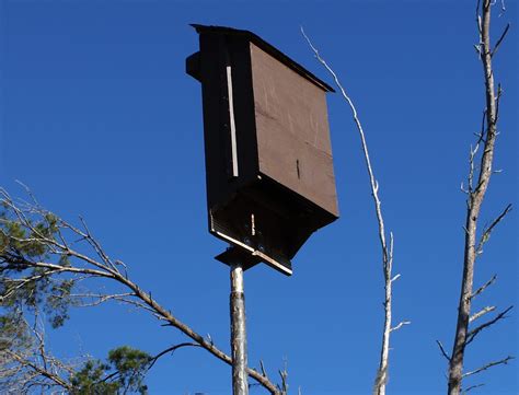 where to locate bat house